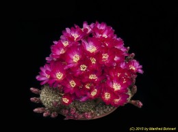 Sulcorebutia vasqueziana ssp. losenickyana HS9 2178